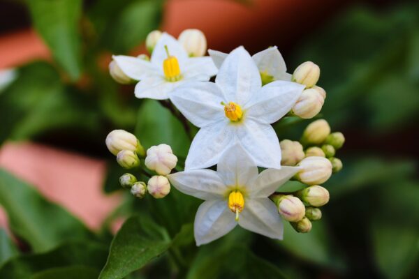 Jasminov cvet